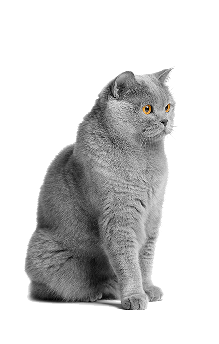 Petmark, vendita prodotti ed accessori per animali