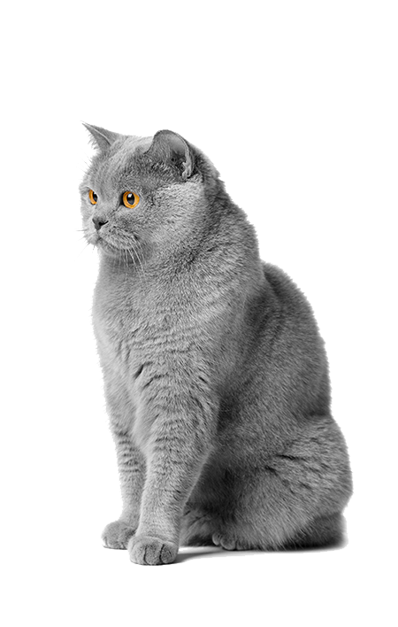 Petmark, vendita prodotti ed accessori per animali