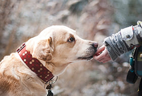 Petmark, alimenti e prodotti per animali