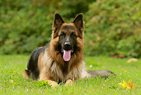 Petmark, alimenti e prodotti per animali