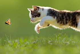 Petmark, alimenti e prodotti per animali